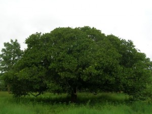 Anacardium_occidentale_tree